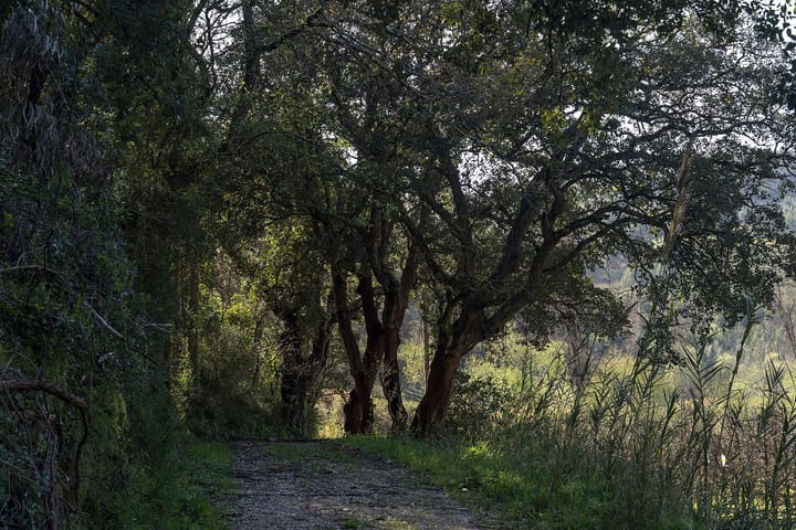 A group of cork oaks with bark stripped to the red inner trunk, standing beside a dirt track in backlit Portuguese woodland