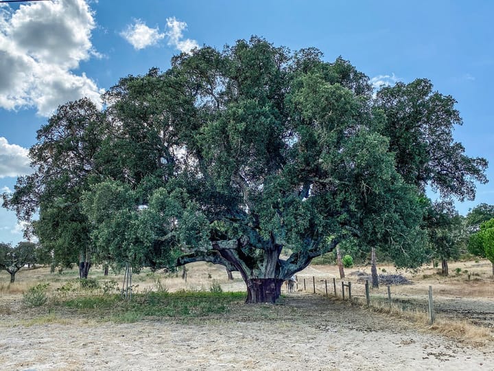 E-Redes Stands Trial in Arouca Over 63 Felled Cork Oaks, a Case Prosecutors Had Tried to Close