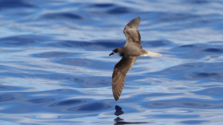 SPEA Wants Madeira Dark From 20:00 to 23:00 on Sunday, When Young Zino's Petrels Leave the Mountains for the Sea