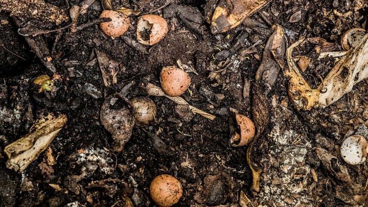 Eggshells, banana peel and other food scraps decomposing in a compost heap