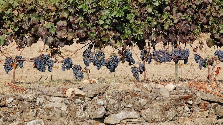 Rows of ripe dark grapes hanging on trained vines above dry stony ground in the Douro, with a rough schist dry-stone wall across the foreground