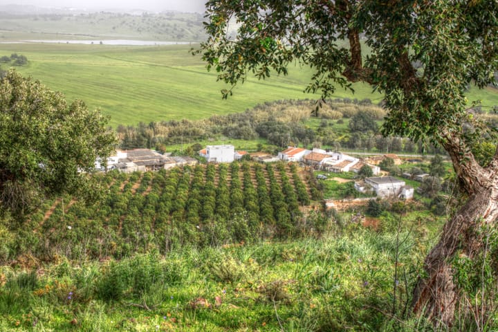 An orange grove planted in rows on a hillside in the Algarve countryside, with whitewashed farm buildings alongside it and green fields running to hills in the distance.