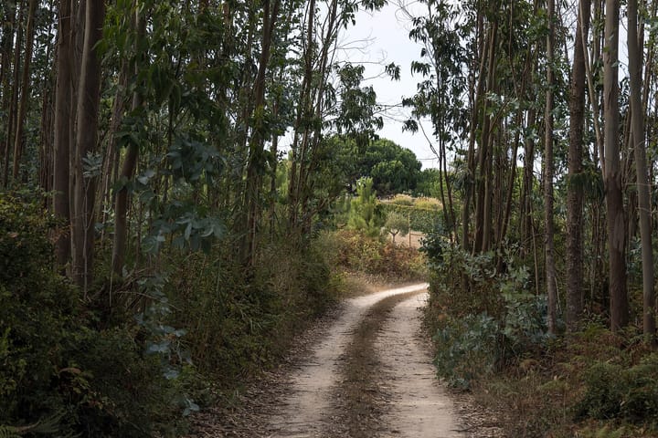 A dirt forest track curving through a stand of tall eucalyptus in Portugal, with dense undergrowth and ferns crowding both verges and pines visible beyond