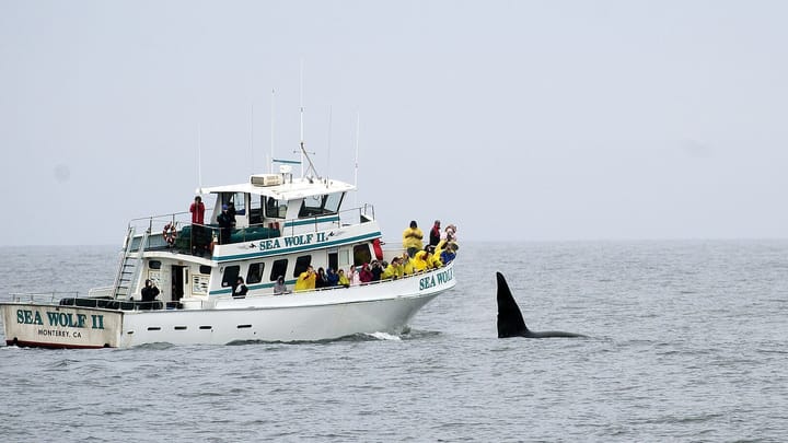 Two orca dorsal fins break the grey sea beside a white whale-watching boat full of passengers in rain ponchos, photographed off Monterey, California