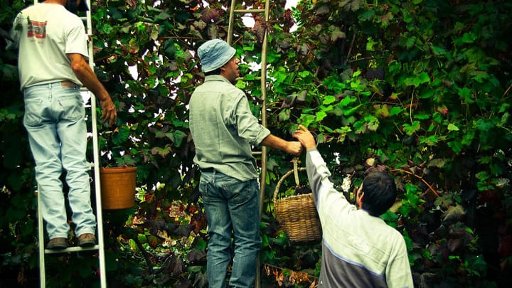 Three grape pickers on ladders harvesting high-trained vines in Portugal, passing a wicker basket and a bucket between them through dense green and red foliage