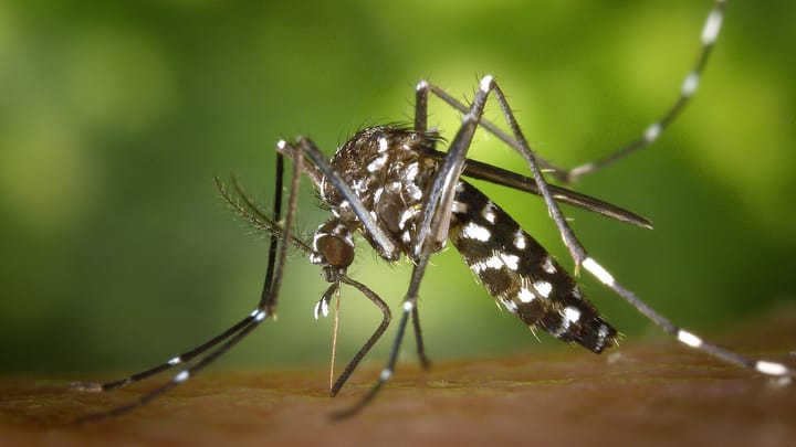 Close-up of an Asian tiger mosquito, Aedes albopictus, with black and white striped legs and body, against a blurred green background