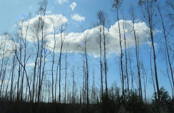 A stand of tall burnt eucalyptus trunks stripped of foliage in a Portuguese forest, silhouetted against a blue sky with white cumulus cloud