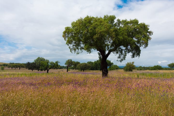 A lone cork oak in a meadow of grasses and purple wild flowers under a cloudy sky