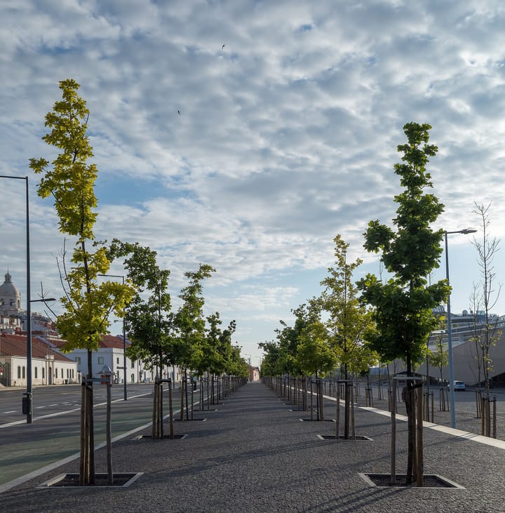 Young trees along the Avenida Infante Dom Henrique in Lisbon beside the cruise terminal, with the dome of Santa Engrácia in the distance.